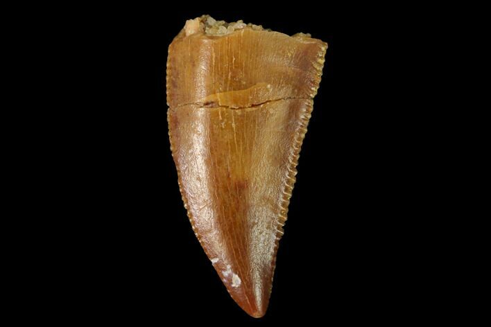Serrated, Raptor Tooth - Real Dinosaur Tooth #160038